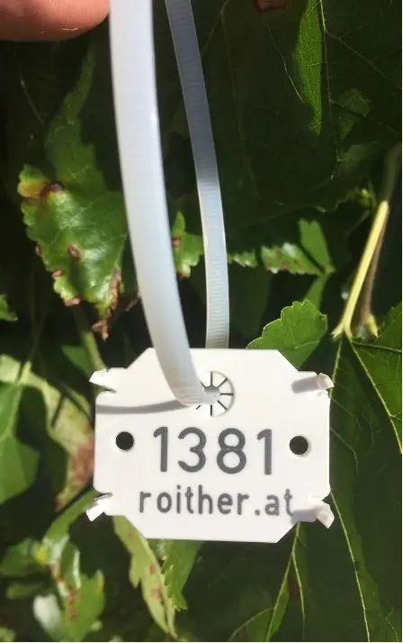 Baummarke 1381 zwischen grünen Blättern
