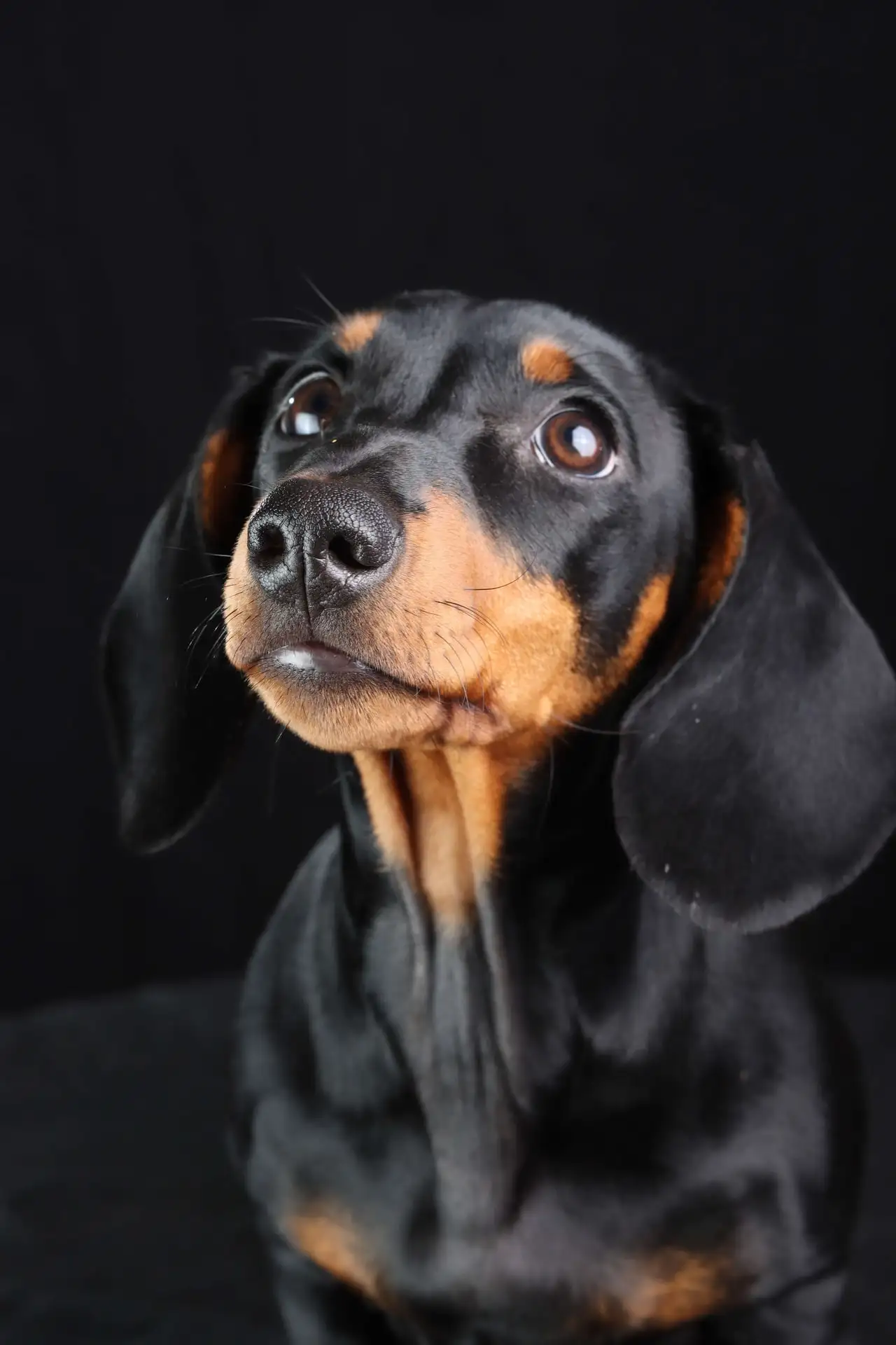 Firmenhund Sunny als Teil des Roither-Teams