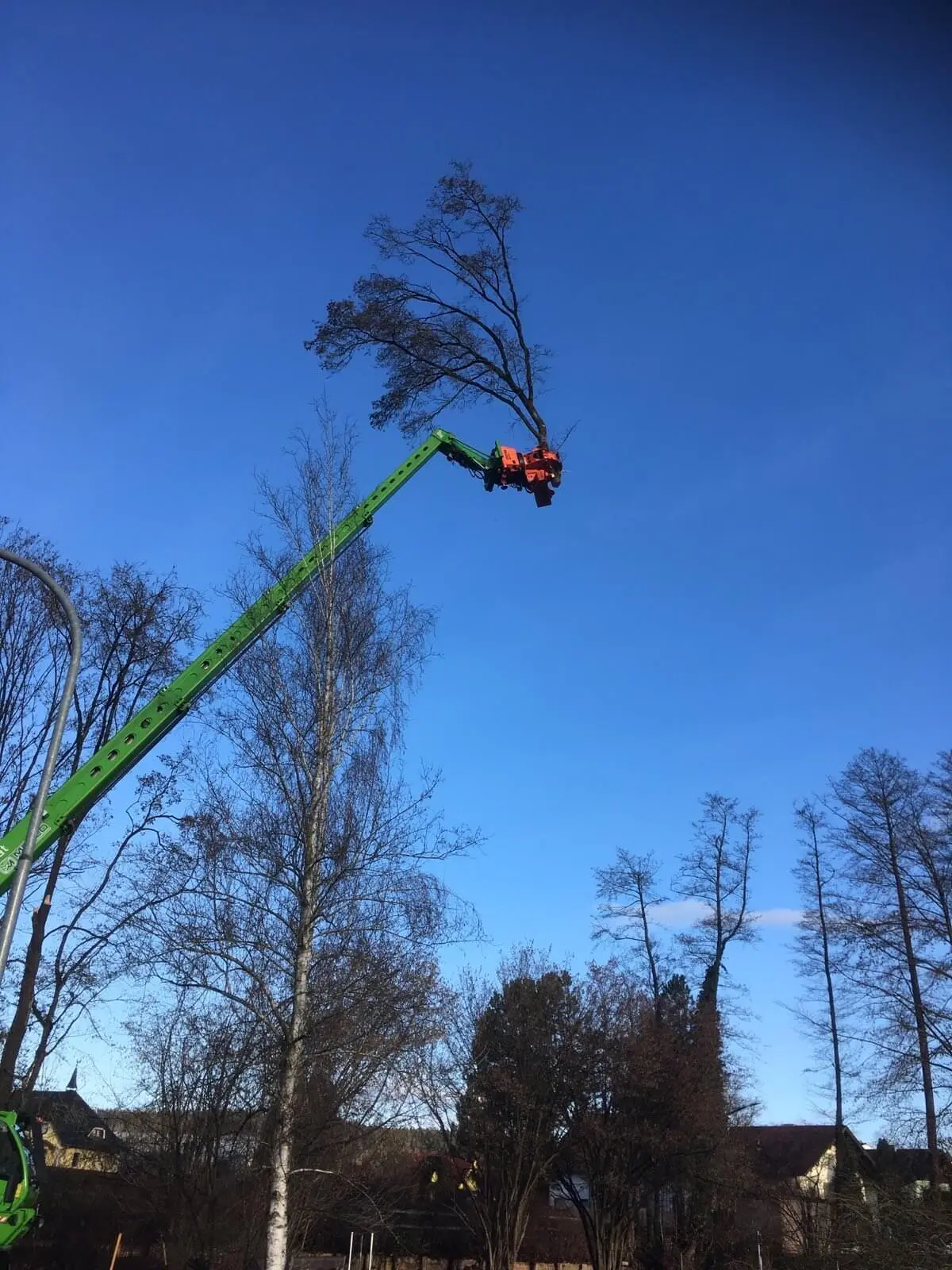 Kontrollierte Baumabtragung mit Kran vor blauem Himmel