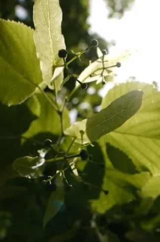 Lindenblätter und Früchte im Sonnenlicht