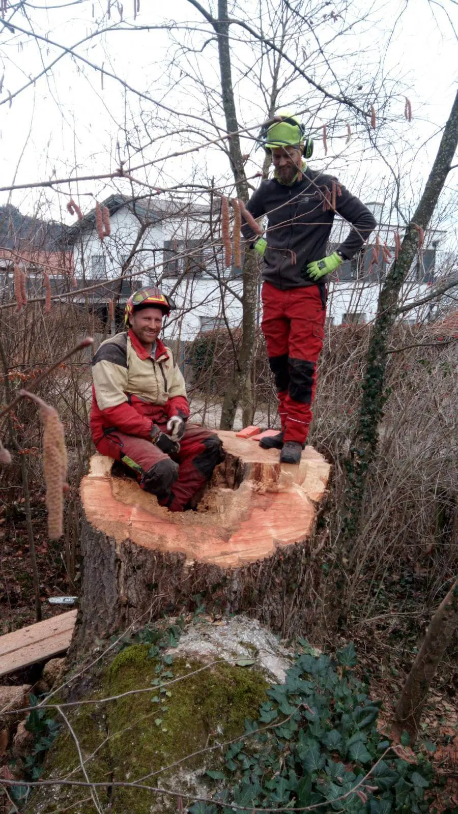 Zwei Mitarbeiter auf einem außergewöhnlich großen Baumstumpf