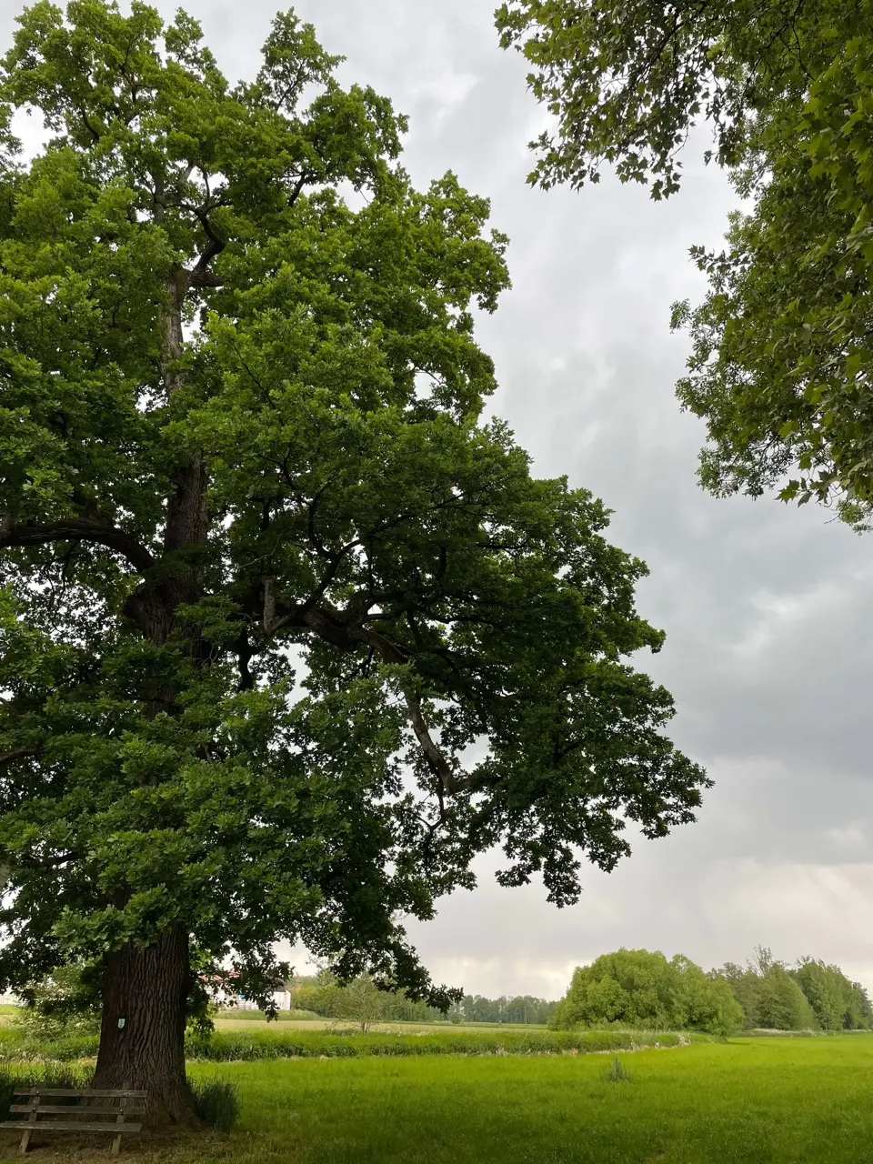 Privatgutachten - alter Solitärbaum auf einer Wiese vor Gewitterwolken
