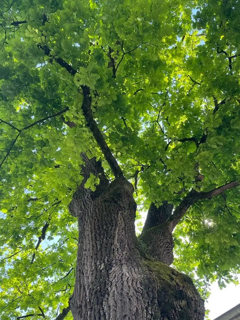 Blick in die Krone eines alten, mächtigen Baumes