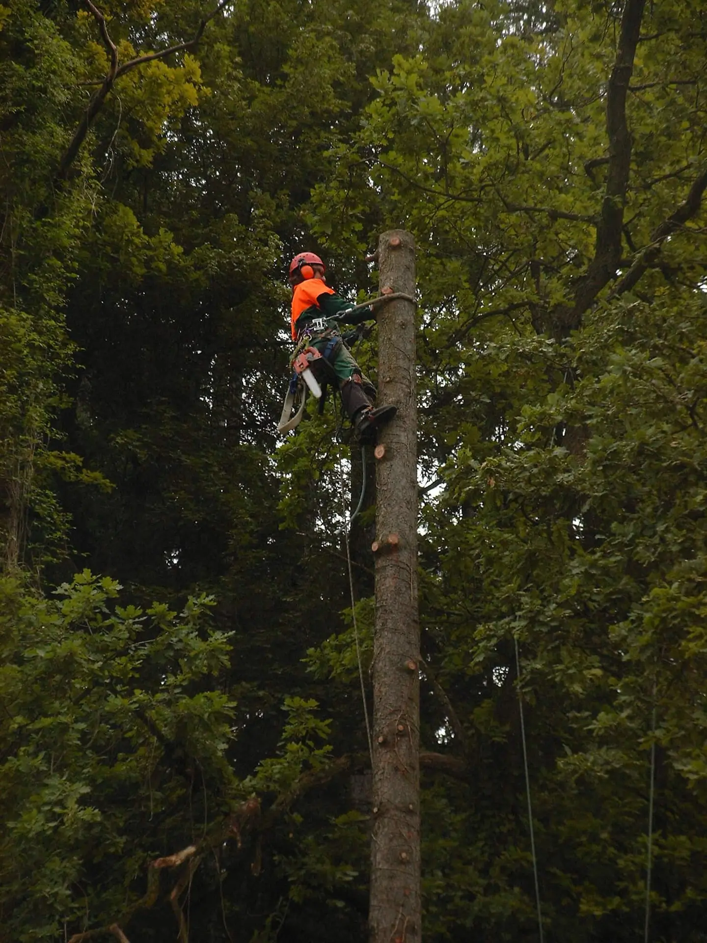 Baumpfleger mit Kletterausrüstung beim Abtragen eines Baumstamms